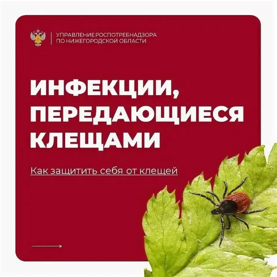 Об эпидемиологической ситуации по инфекциям, передающимся клещами.